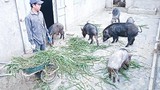 9X bỏ việc ở Viettel về nuôi lợn rừng, kiếm hàng tỷ đồng