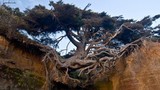 Điểm danh những “quái cây” trăm tuổi sống dai dẳng nhất
