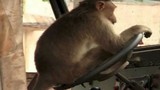 Tài xế ngủ trưa, khỉ lẻn vào lái xe buýt gây tai nạn