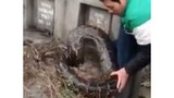 Giật mình thấy trăn khổng lồ chui vào mộ ở Hưng Yên