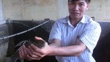Kinh ngạc chuyện nuôi cá tiến vua siêu khủng ở Phú Thọ