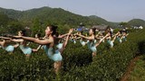 Dàn thiếu nữ mặc đồ mỏng manh múa Ballet trên đồi chè bị “ném đá“