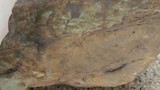 Lạ kỳ hòn đá triệu năm mang hình... cụ rùa