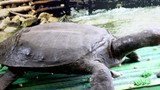 Bí ẩn chuyện rùa nặng hàng tấn, nuốt cả người ở Bắc Giang