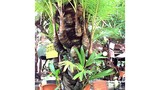 Bí mật về cây dừa lạ có đến 38 đọt