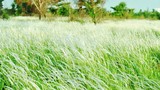 Chùm ảnh: Cánh đồng cỏ lau đẹp như tranh giữa Sài Gòn