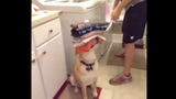 Chú chó giúp việc khiến ai cũng muốn "rước về nhà"