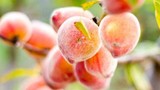 5 loại trái cây tốt nhất cho sức khỏe trong mùa mưa