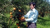 Ngạc nhiên xã có 41 tỷ phú giàu sụ nhờ trồng cam sành