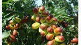 “Thần dược” táo Trung Quốc thâm xỉn 100.000/kg nhan nhản chợ mạng