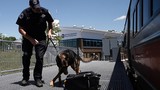 Cảnh huấn luyện chó nghiệp vụ của cảnh sát Mỹ