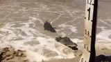Kinh hãi cá sấu rình người bên đường ngập lũ