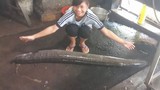 Bắt được cá Chình “khủng” nặng 16kg ở Nghệ An
