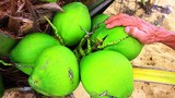 8.000 đồng/ trái, dừa xiêm lùn da xanh ở Bình Định "cháy" hàng