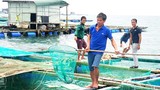 Hốt bạc tỷ nhờ nuôi tôm hùm, cá mú ở đảo Lý Sơn