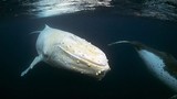Sững sờ sự xuất hiện của con “cá voi ma” vô cùng quý hiếm