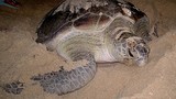 Làng chài Nhơn Hải chăm sóc rùa biển quý hiếm đẻ trứng
