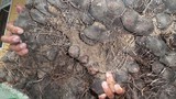 Kỳ lạ củ khoai khổng lồ 23 kg, có hình thù kỳ dị ở Huế
