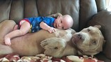 Chó bull khổng lồ dỗ bé trai như người mẹ gây sốt
