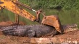 Phát hiện cá sấu quái vật nặng 1 tấn lẩn trốn trong kênh Sri Lanka