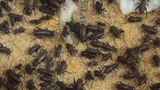 Khám phá điều đặc biệt ở trại côn trùng mini giữa Hà Nội