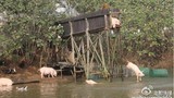 Nông dân hốt bạc nhờ tập cho lợn nhảy cầu và bơi lặn