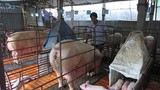 Anh nông dân lãi 500 triệu đồng/năm nhờ nuôi lợn