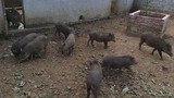 Người Hà Nội đặt nuôi lợn rừng online ăn Tết