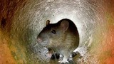 Giới chức Paris công bố chiến dịch diệt chuột