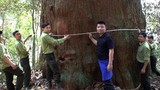 Cận cảnh rừng sa mu dầu thân khổng lồ ở xứ Nghệ