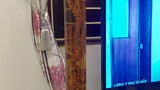 Kỳ lạ củ tam thất cổ dài 1 mét siêu hiếm ở Lai Châu