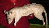 Bé 3 tháng tuổi chết thương tâm vì bị chuột ăn thịt 