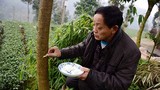 Khó đỡ dân Trung Quốc cho cây “ăn cơm” đẻ sai quả