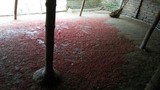 Bí ẩn vụ 900 con vịt chết bất thường: Thóc có màu đỏ lạ