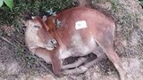 Bàng hoàng nhìn 8 con bò nằm chết bí ẩn trong rừng
