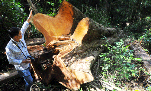 Lâm tặc tấn công rừng giáng hương giá 100 triệu/m3 ở Gia Lai