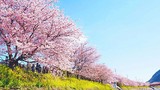 8.000 cây anh đào nở rộ ở Nhật