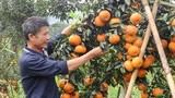 Top 8 loại cam ngon nhất đất Việt