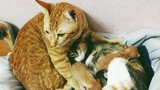 Điên đảo với hình ảnh mèo “soái ca” chăm vợ sinh con