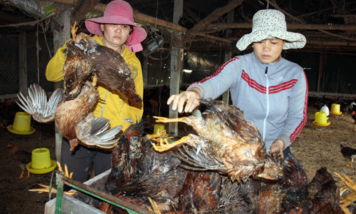 Phẫn nộ trò bẩn hại nhà nông: Nhổ dưa, cho gà ăn thuốc chuột?