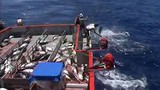 Choáng màn câu cá ngừ “siêu tốc” của ngư dân Australia