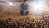Người nuôi gà điêu đứng vì H7N9: Gà Yên Thế thất thủ