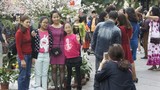 Lễ hội hoa anh đào HN: Anh đào Nhật kém sắc so với…hoa mận?