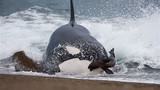 Cá voi sát thủ lao lên bờ săn giết hải cẩu