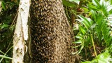 Đề nghị đưa đàn ong nuôi ra khỏi rừng U Minh Hạ