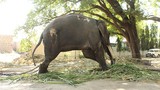 Xót ruột chuyện chú voi bị xiềng xích suốt 50 năm