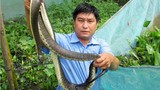 Hãi hùng cách nuôi rắn ri cá trong vèo, thu trăm triệu