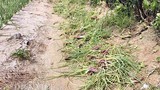 Bệnh lạ ám ảnh nông dân trồng hành ở Lý Sơn