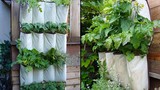 Độc đáo trồng rau sạch bằng túi vải