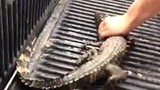 Kết đắng cho 2 thanh niên ngược đãi cá sấu